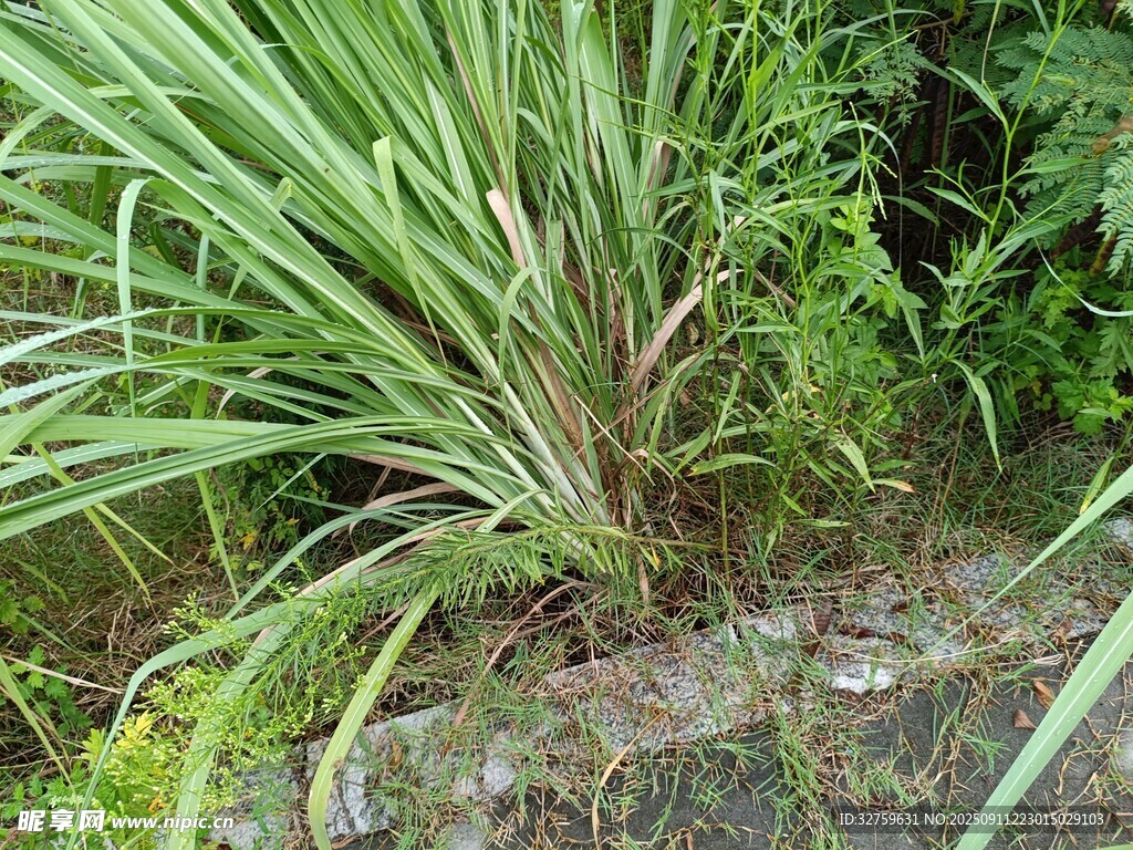 野外丛生的绿色植物