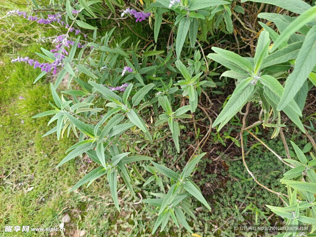 绿叶丛中的紫色小花