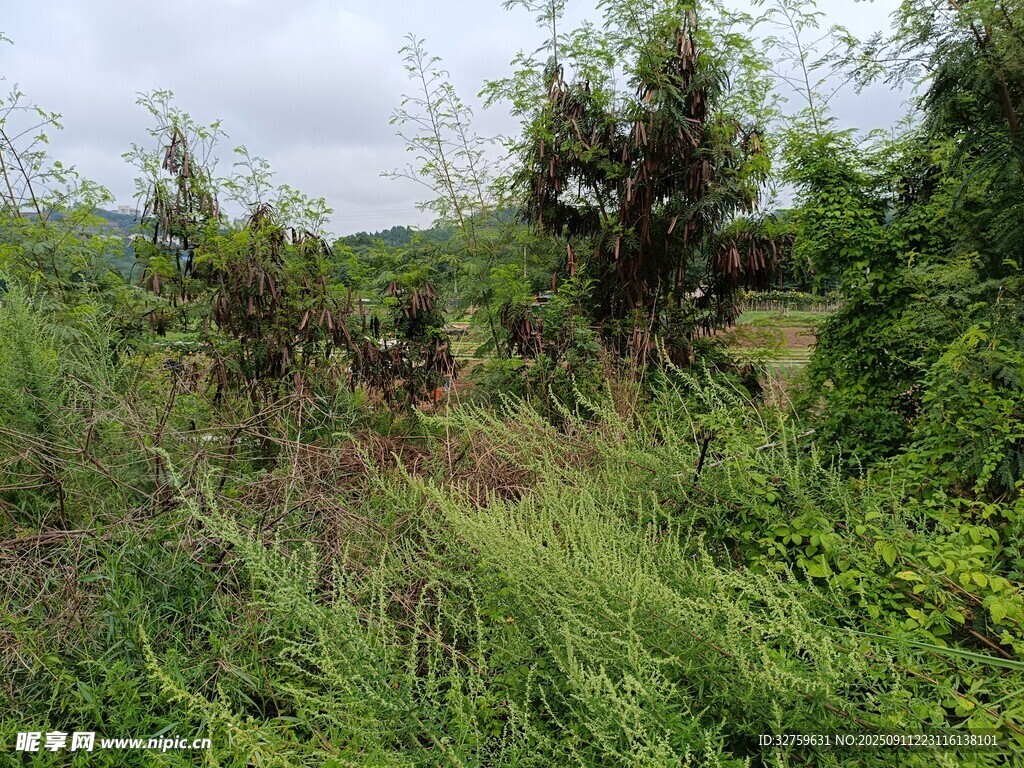 野外繁茂绿植景象