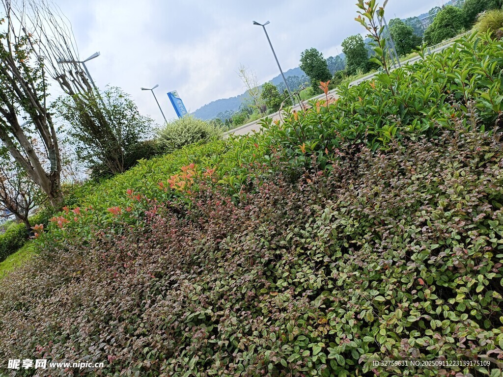 户外草地绿植自然景观
