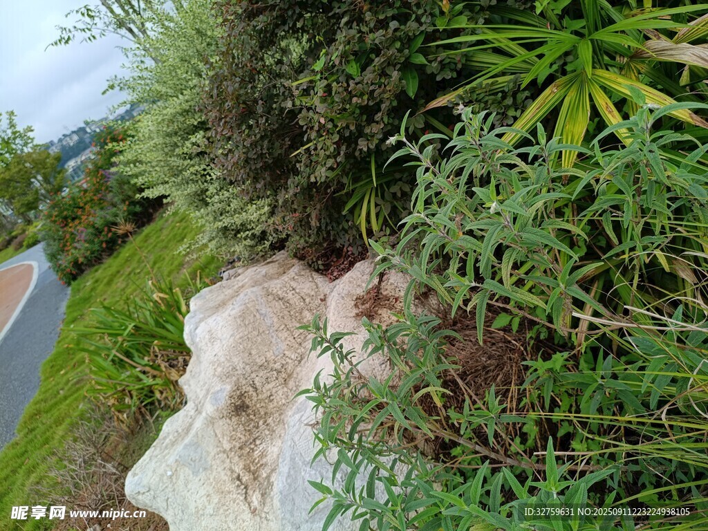 路边绿植中的石块景观