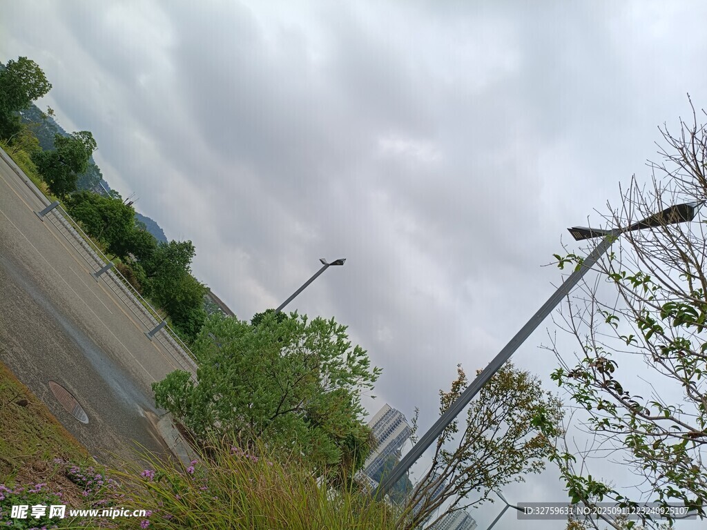 阴天道路旁的绿树与电杆