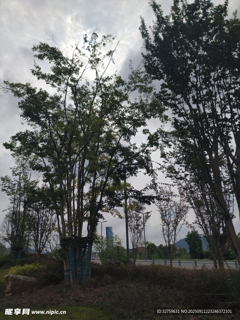 户外树林景观