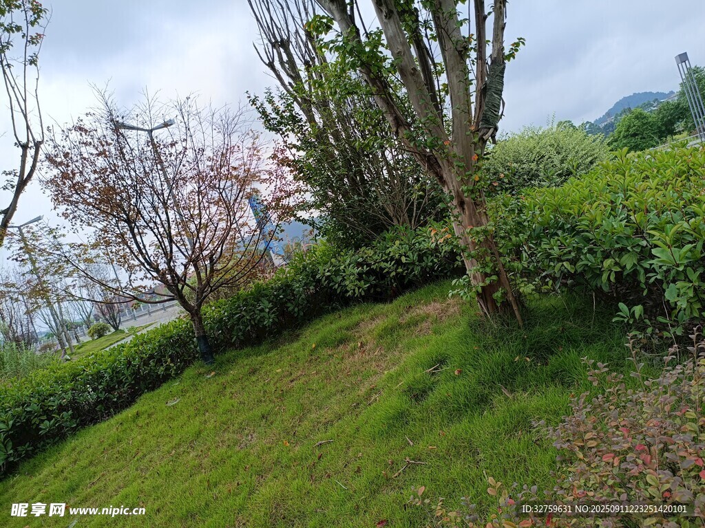 春日山坡绿植花卉景致