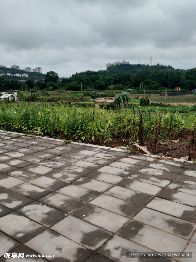 乡村石板路旁的绿意田野