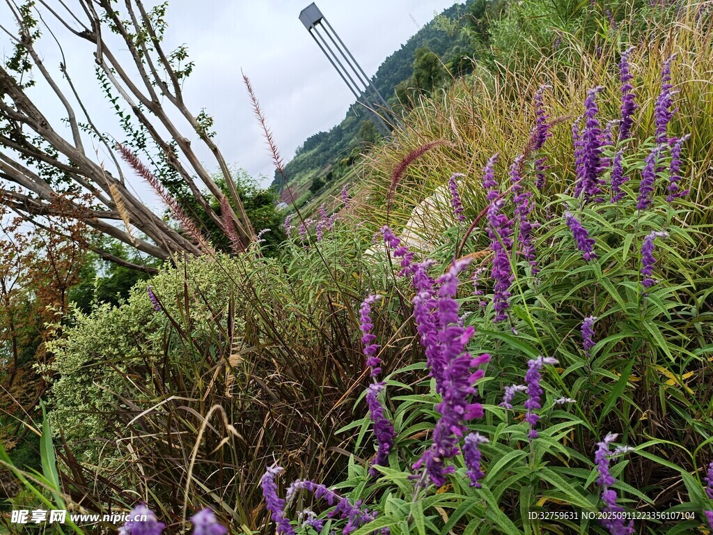 山间紫色花卉与绿植景观