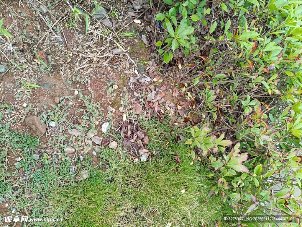 地面绿植与泥土景象