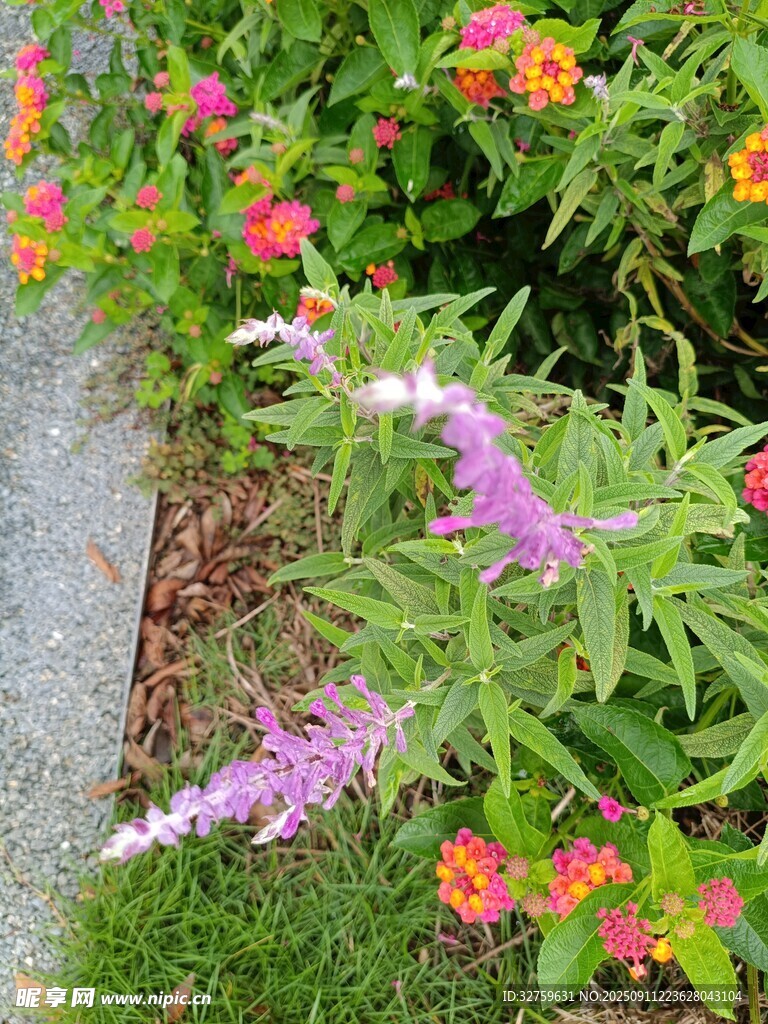 多彩花卉与紫色植物景观