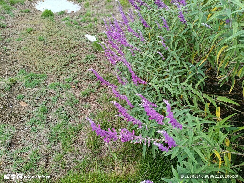 紫色野花绽放于草地
