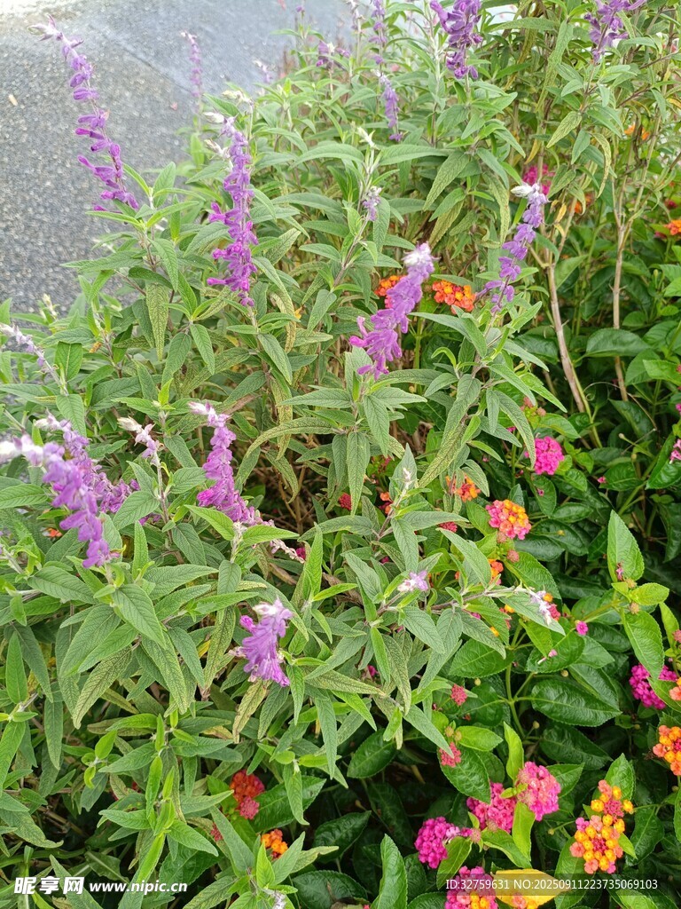 多彩花卉植物景观
