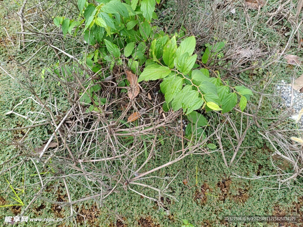 地面上的嫩绿植物