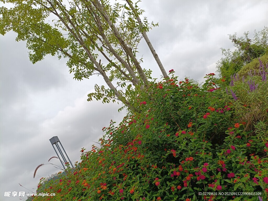野外绿植与繁花景观
