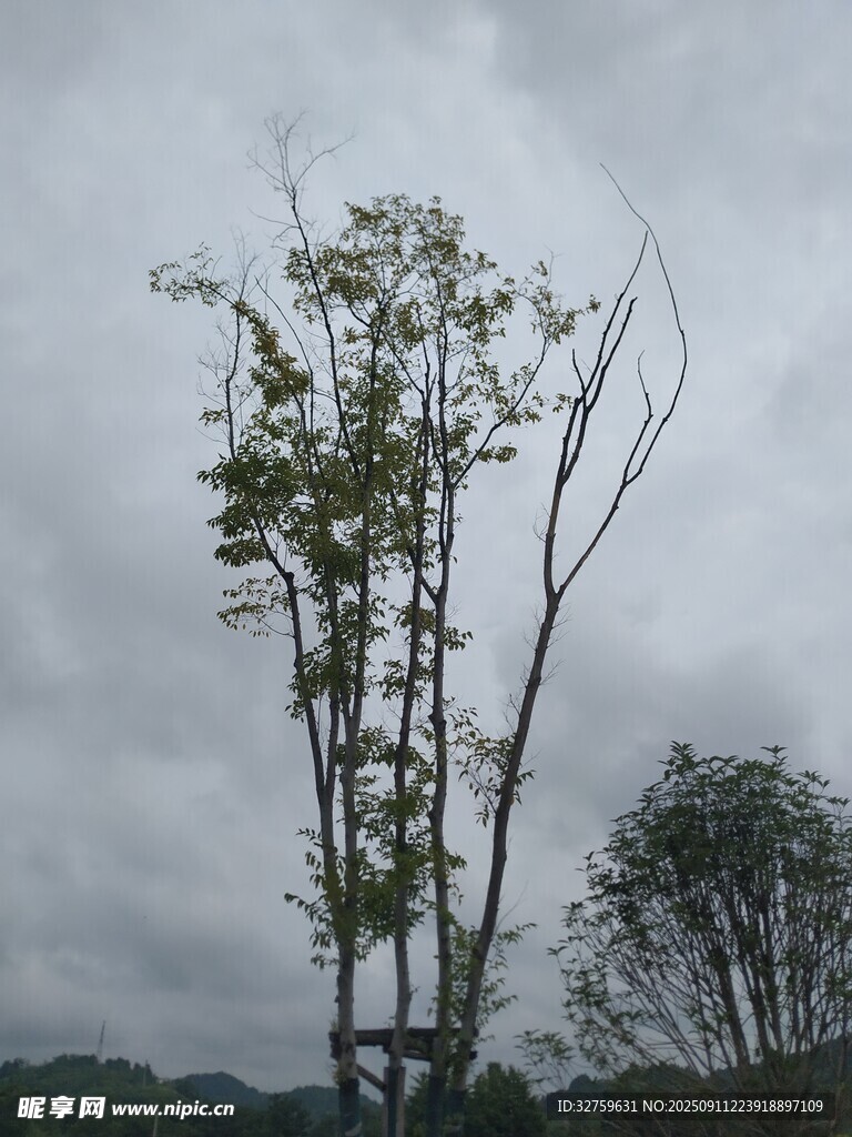 风雨中挺立的树木