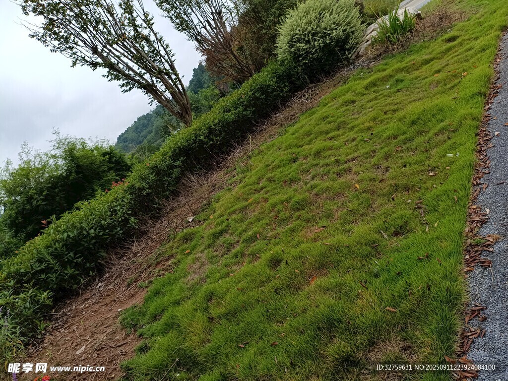 山坡绿草与植被景观