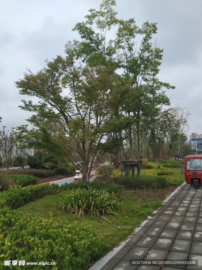 公园绿植与路旁车辆景观