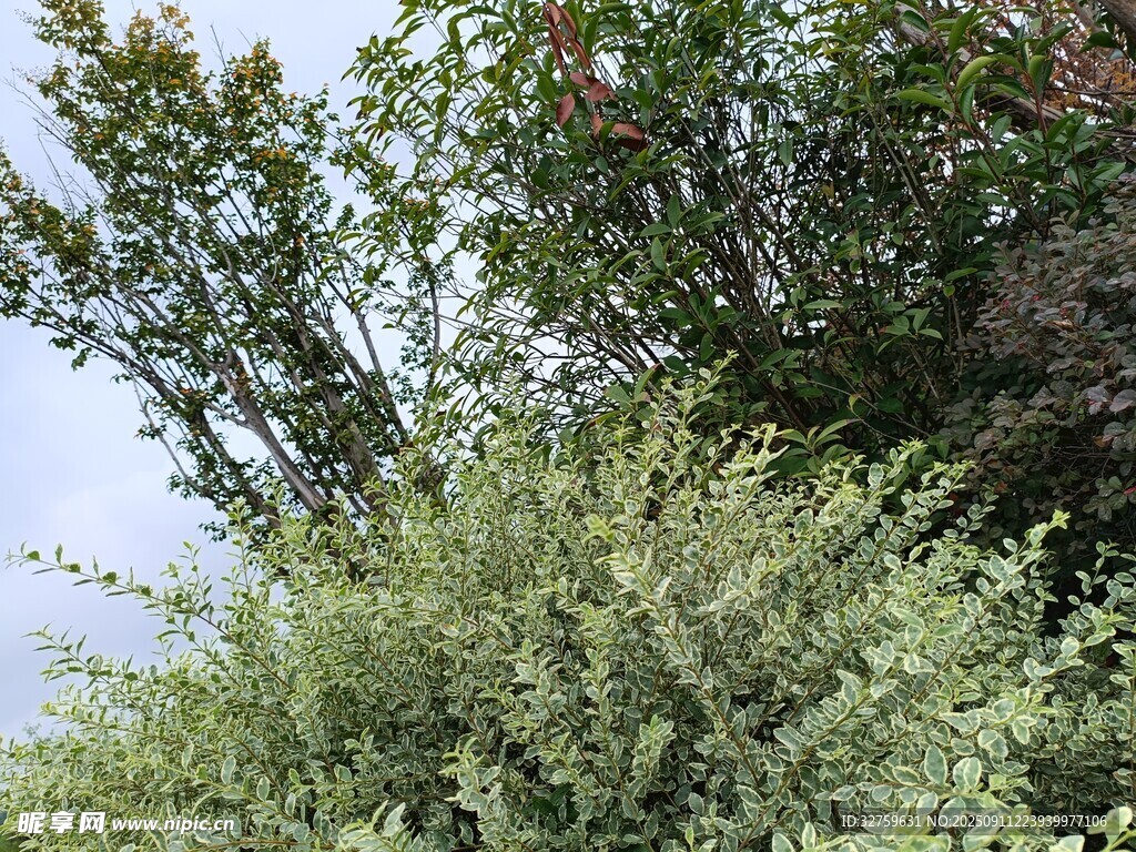 繁茂绿植 
