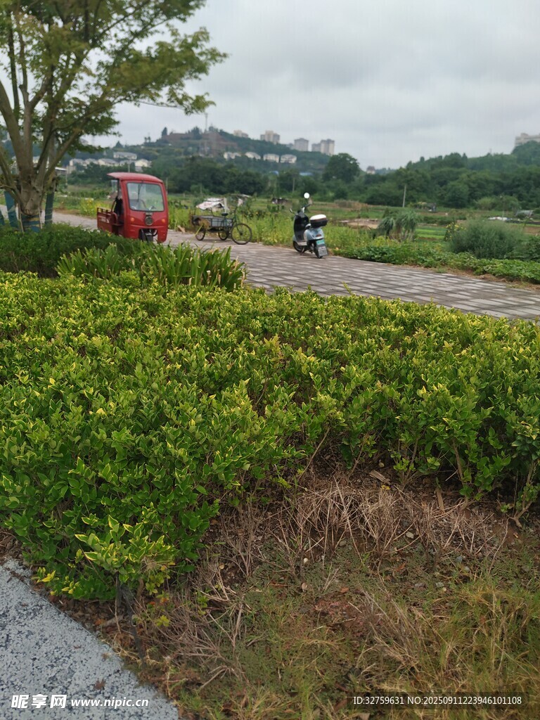 乡村路旁绿意与车辆景象