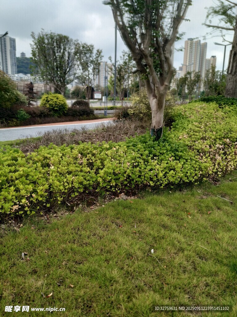 城市绿地中的绿植与孤树