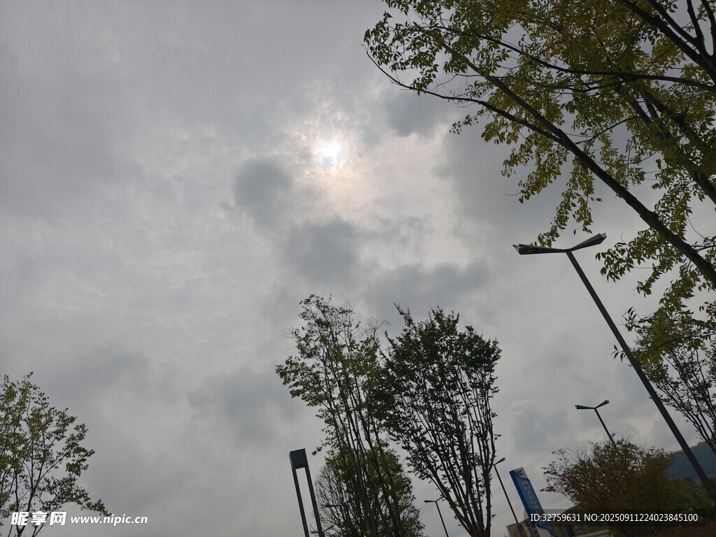 阴天中的树木与朦胧日光