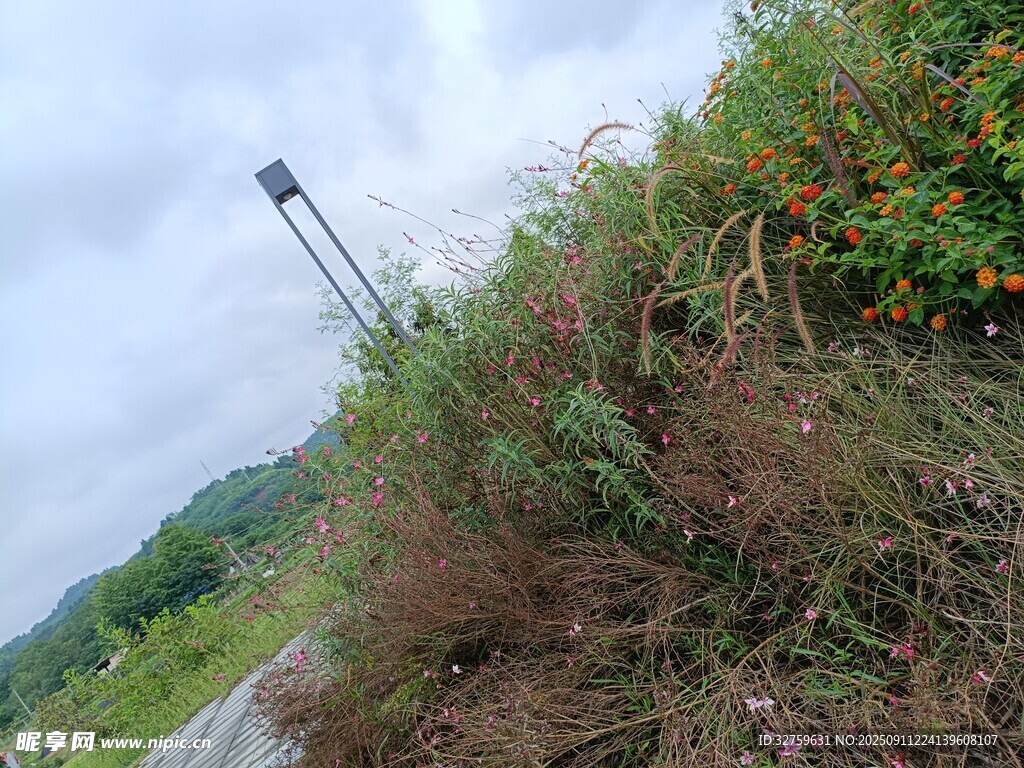 路边繁茂的绿植与路灯