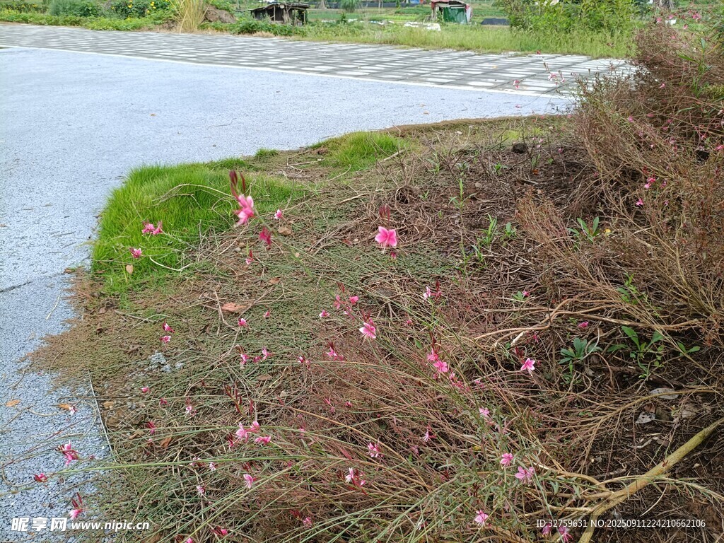 岸边繁茂带花的野生植物
