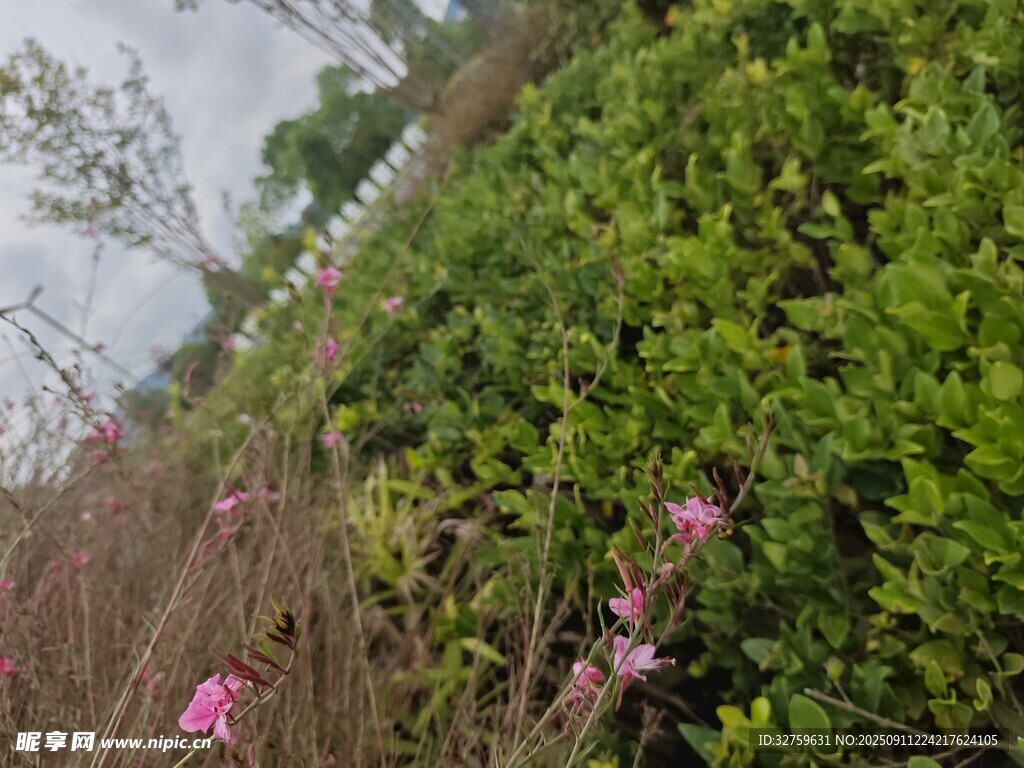 岸边绽放的娇艳粉色小花