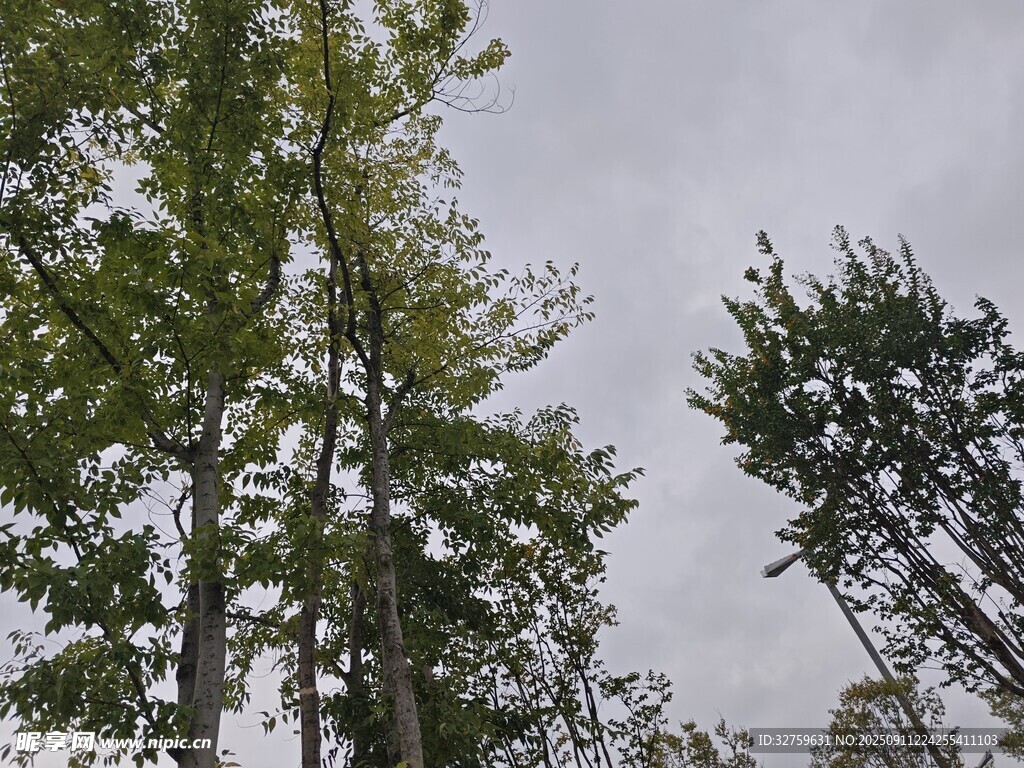仰视葱郁树林