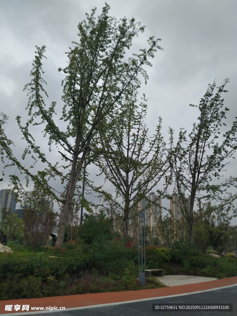 道路旁的树木与绿植