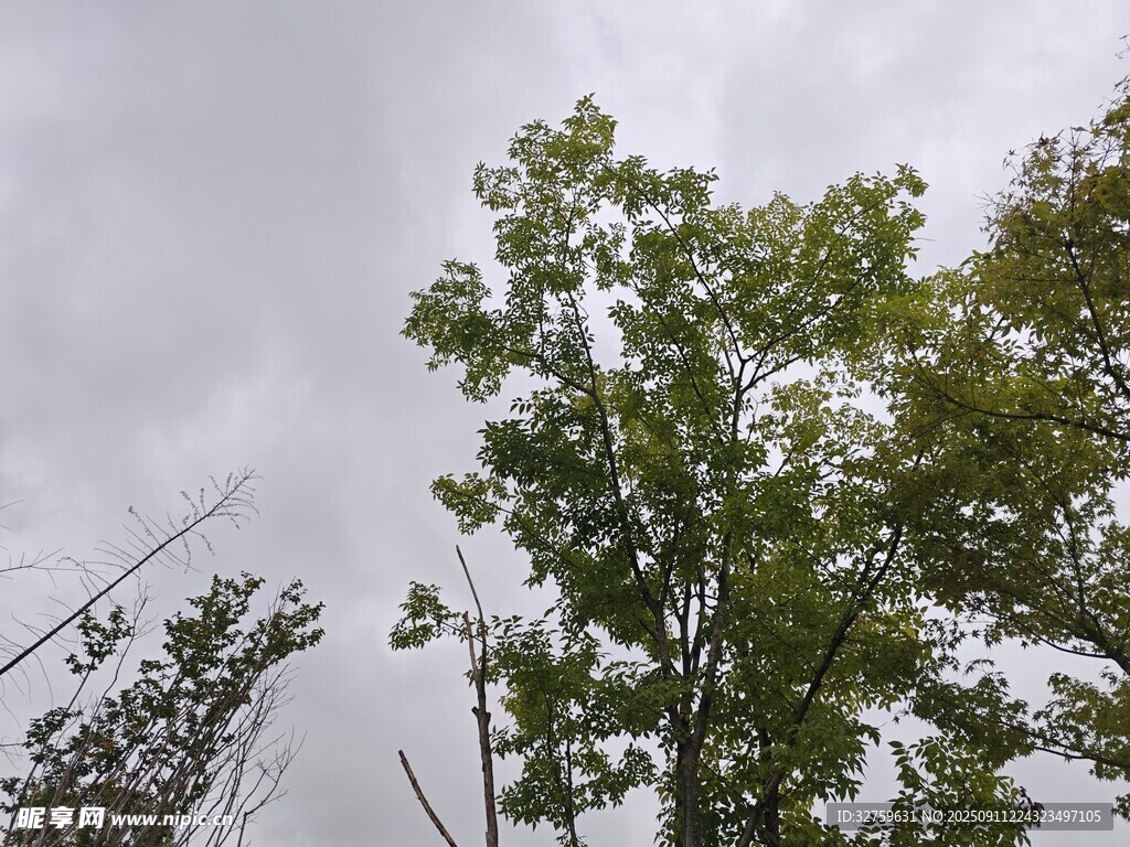 仰视天空中的葱郁树木