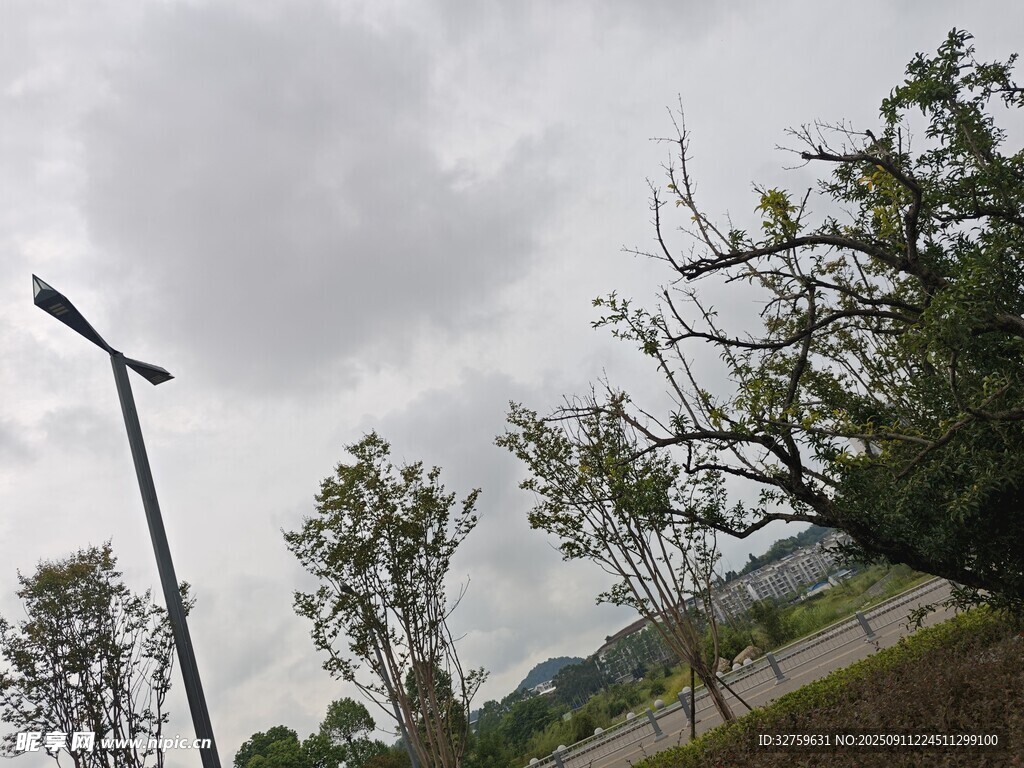 阴天户外道路旁树木景象