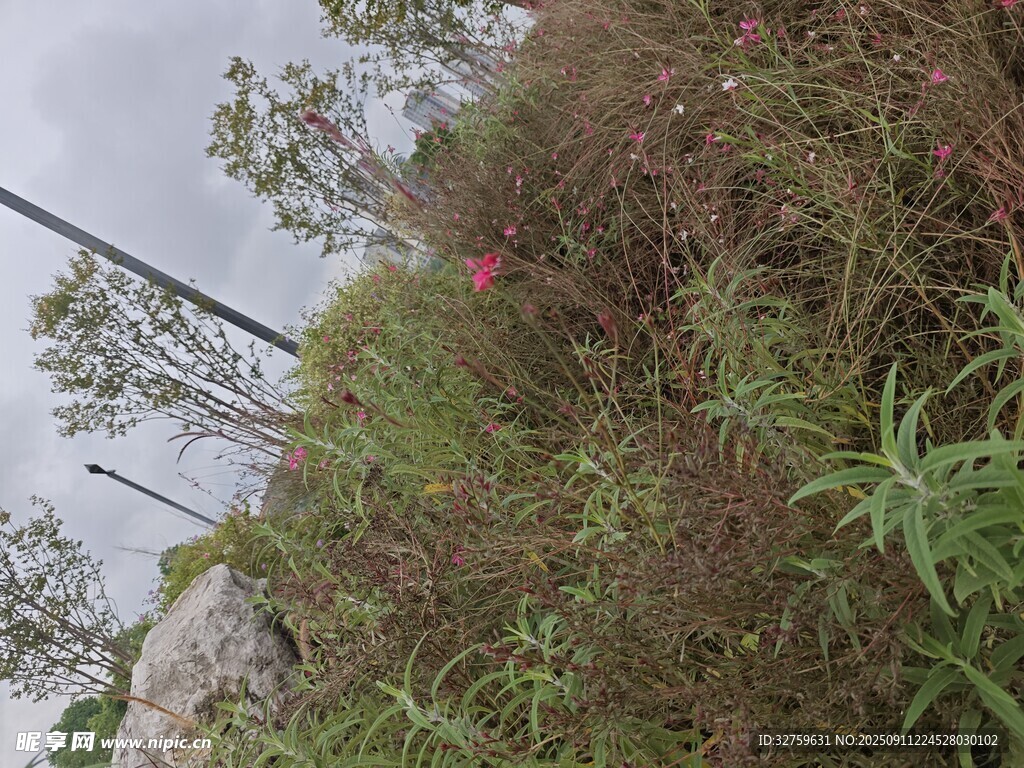 山坡上的杂草与绿植