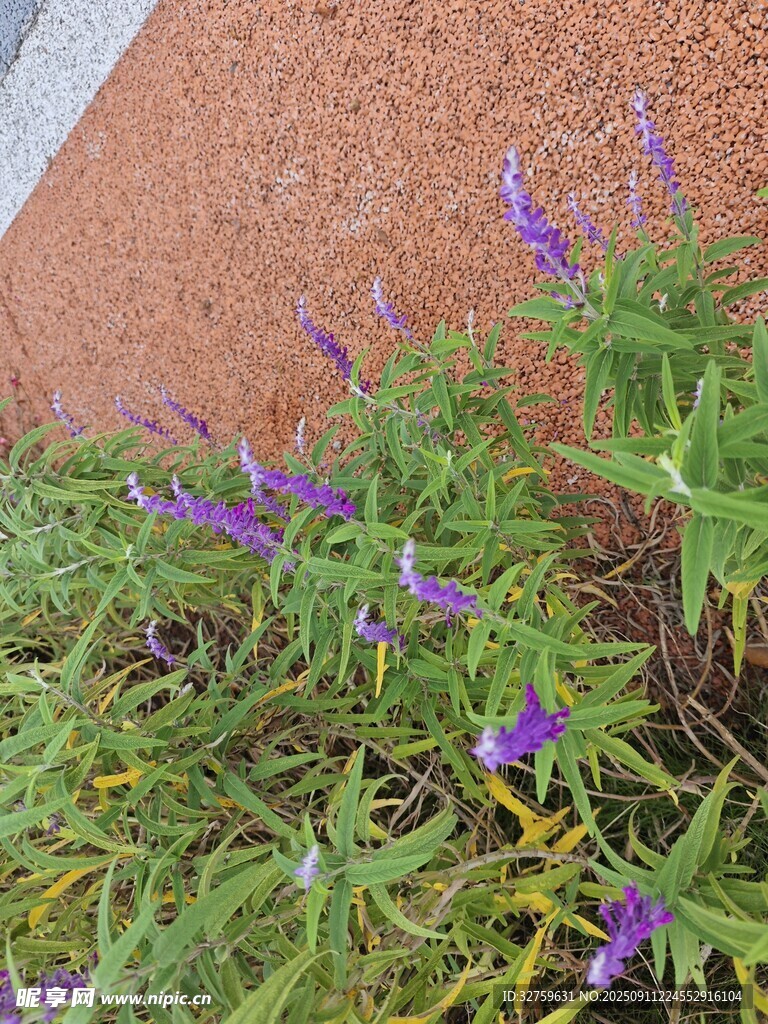 墙边绽放的紫色小花