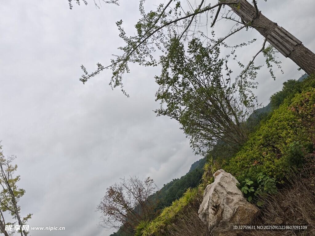 山间树木与岩石景致