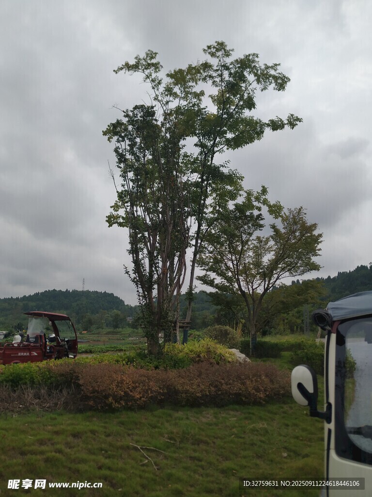 户外草地旁的树木景观