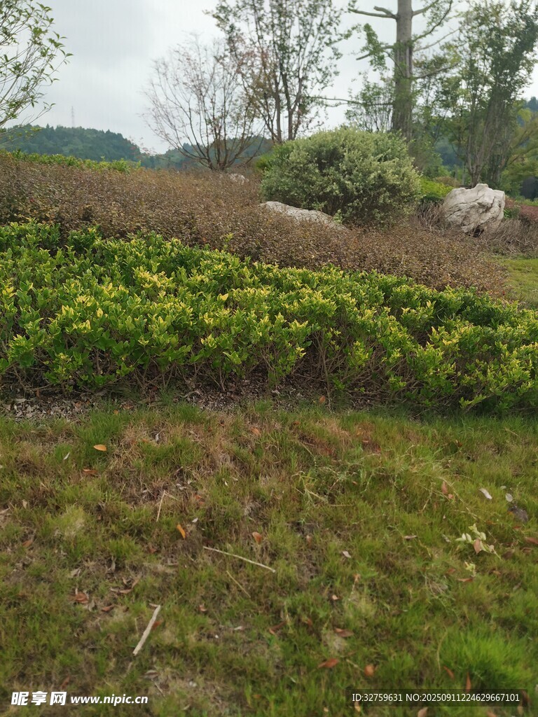 田野中的绿植景观