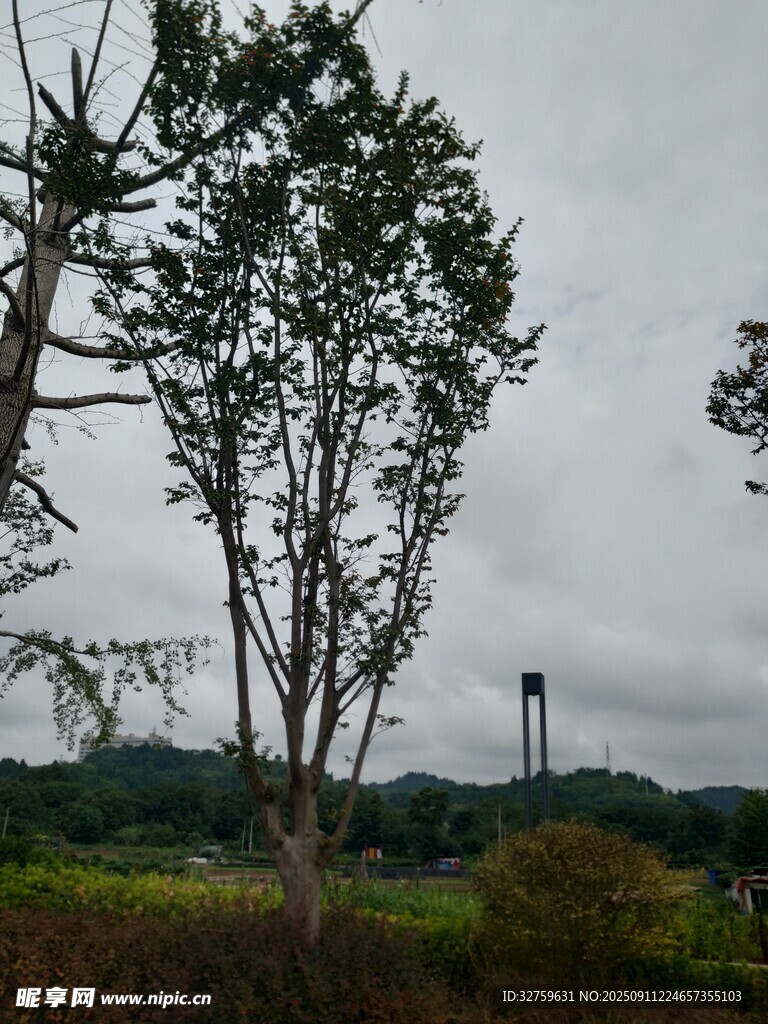 野外树木与远处高塔景观