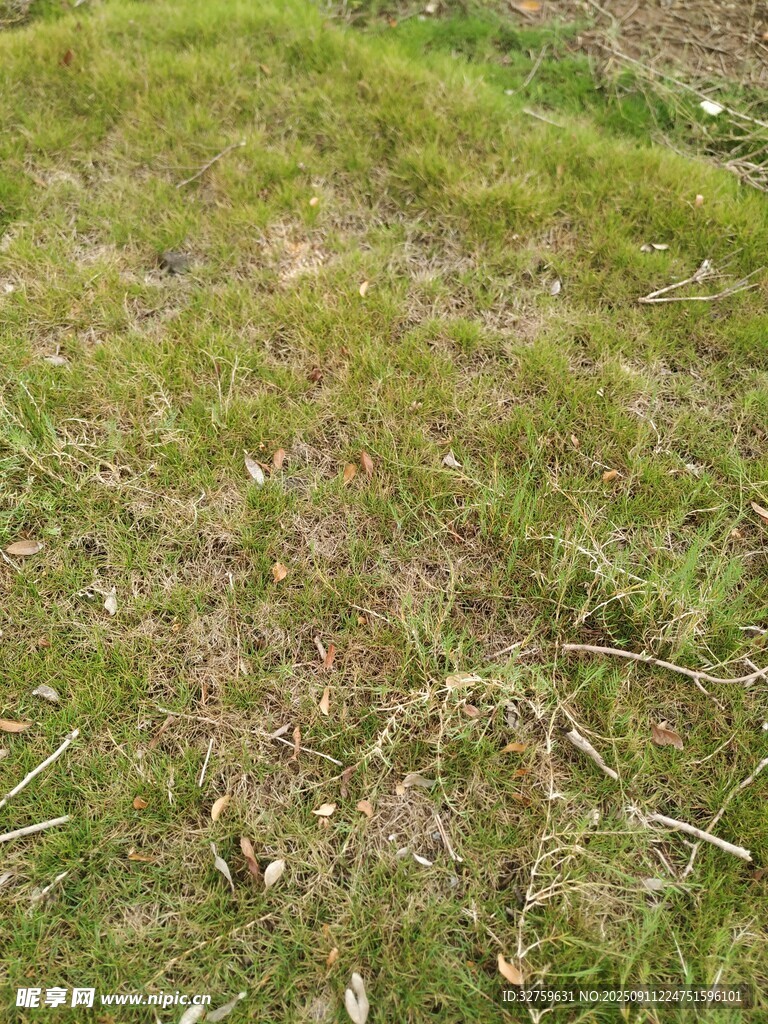 地面上的青草与枯黄杂草