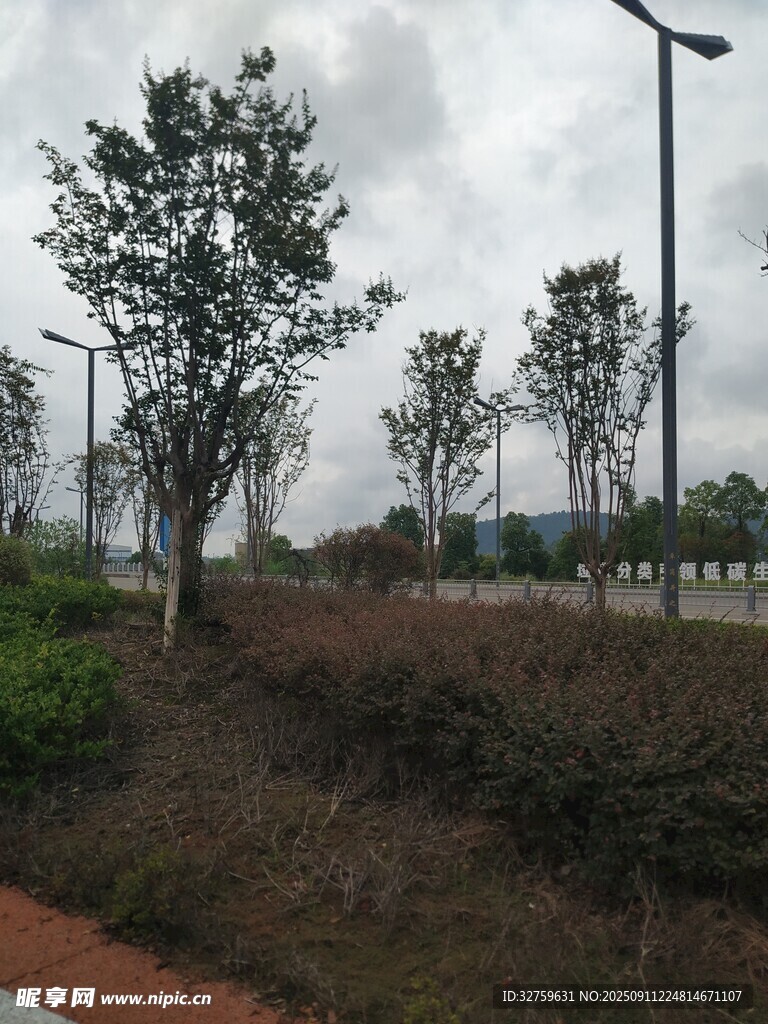 郊外路旁树木景观