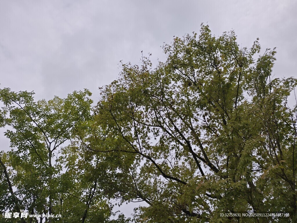 绿树映灰天
