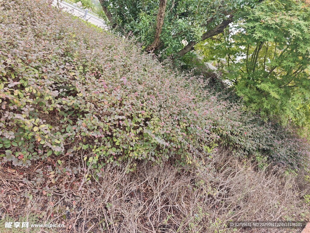 山坡上的繁茂植被