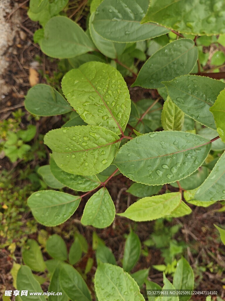 绿叶丛生的植物景象