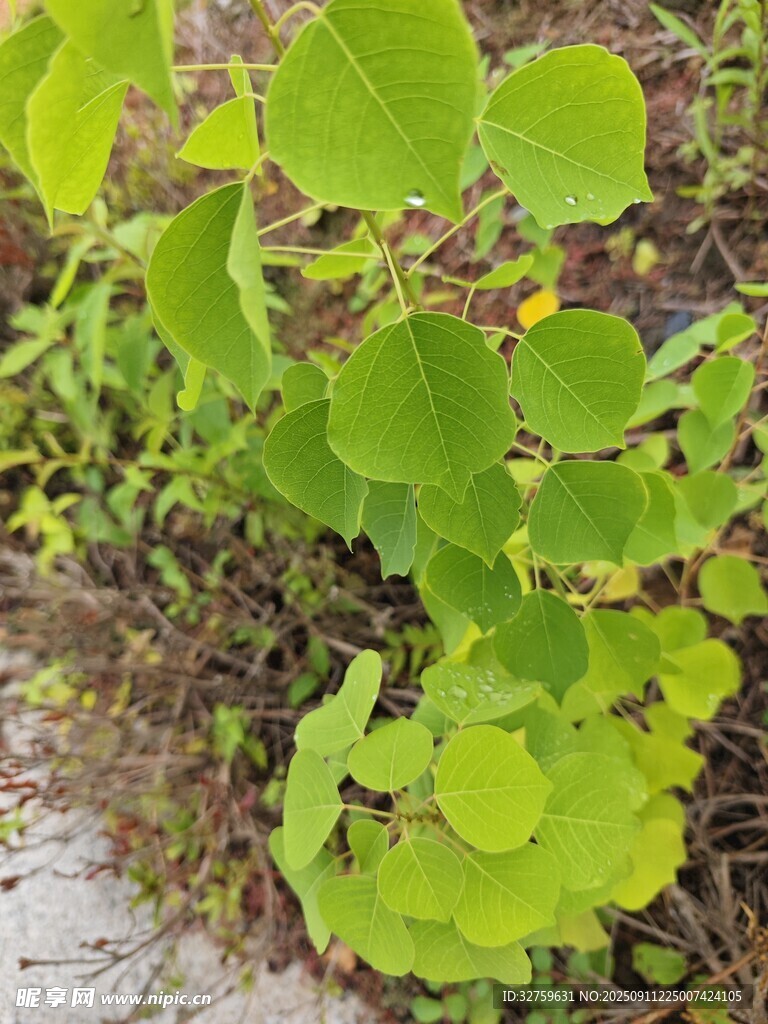 嫩绿植物生机盎然