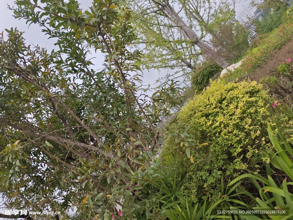 山林间繁茂绿植景观
