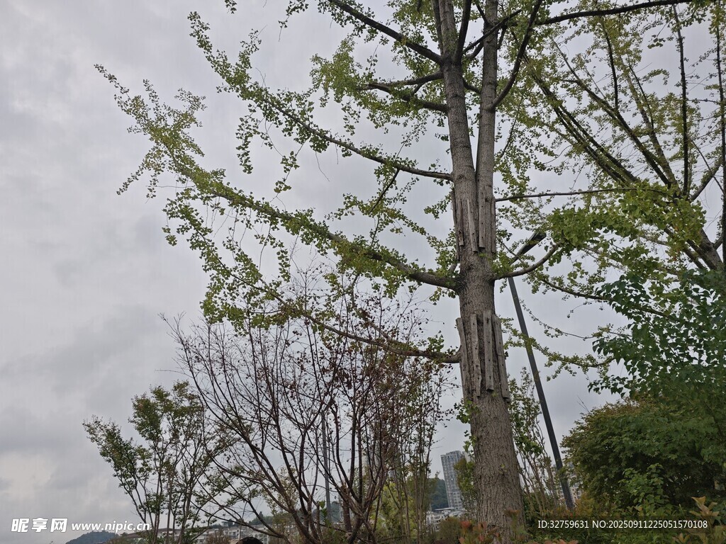 挺拔树木在阴天的景致