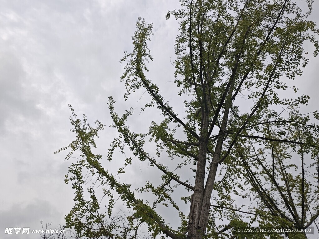 枝头新绿映灰蒙天空
