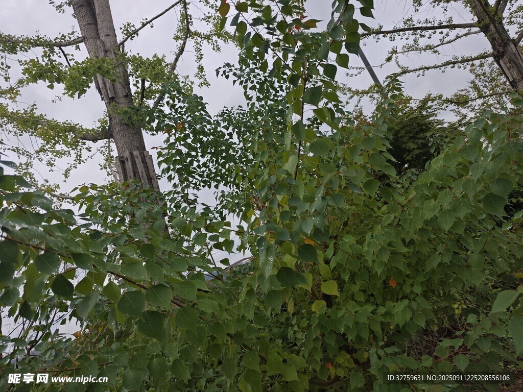 绿叶繁茂的树木景象