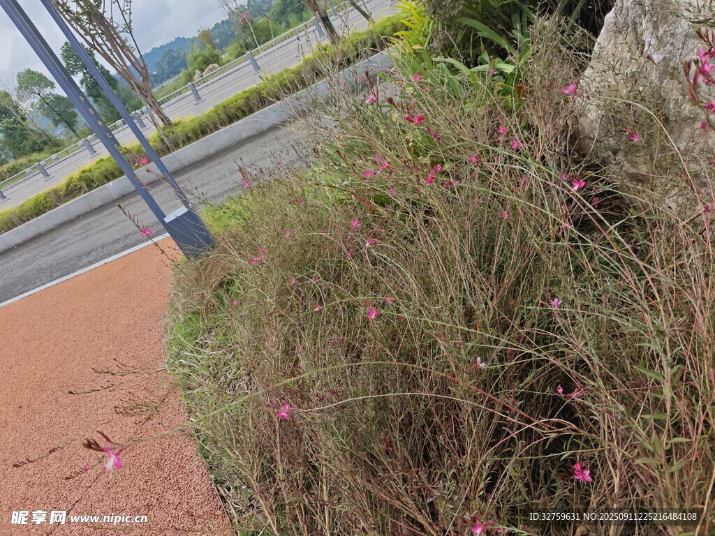 路边繁茂的草丛景观