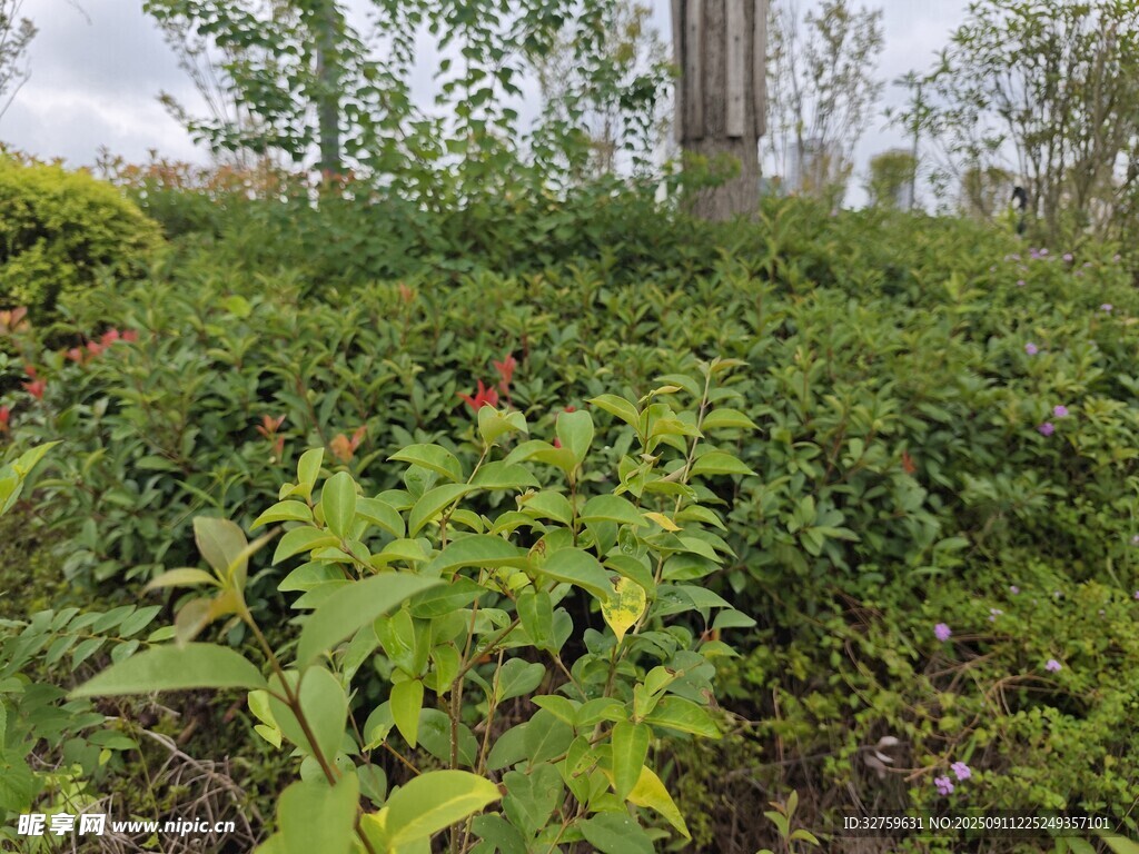 绿意盎然的植物景观