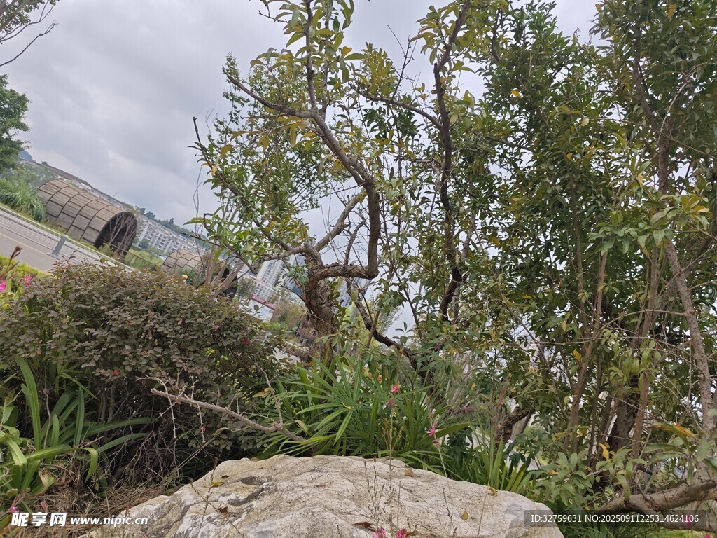 户外自然景观中的树木岩石