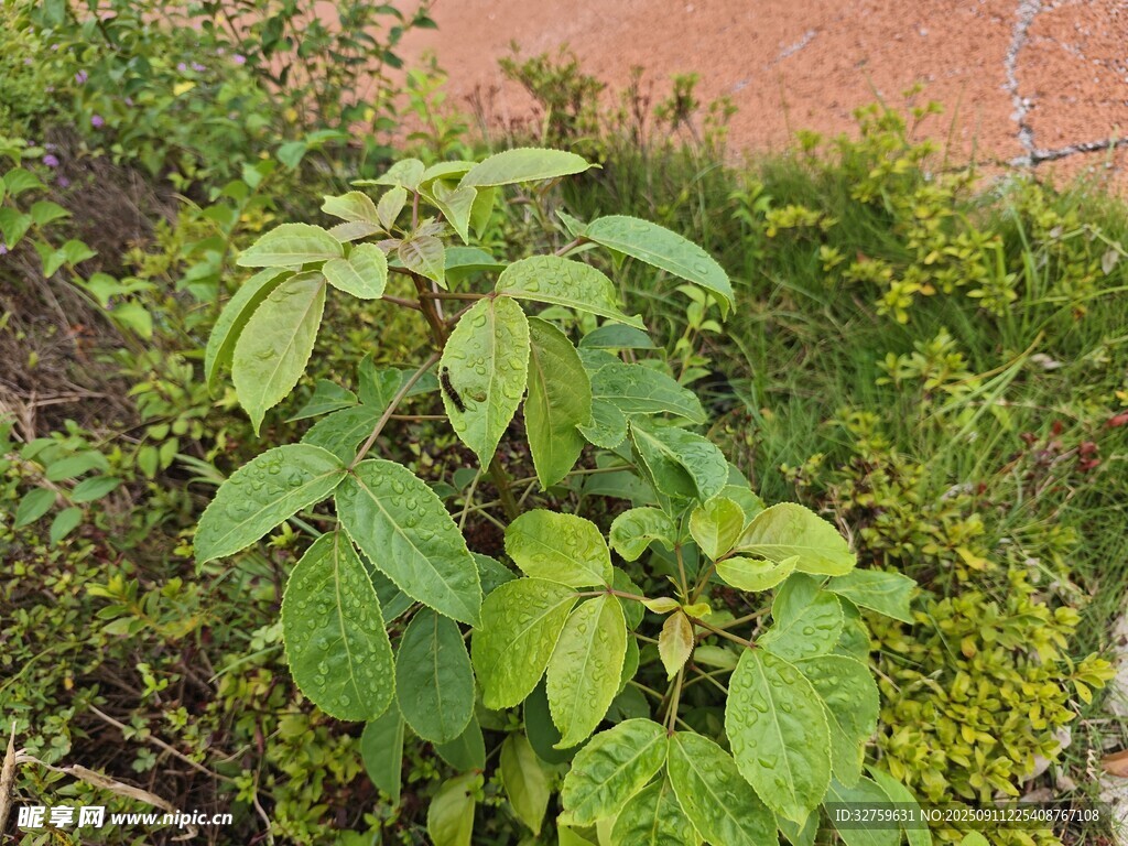 绿叶植物 